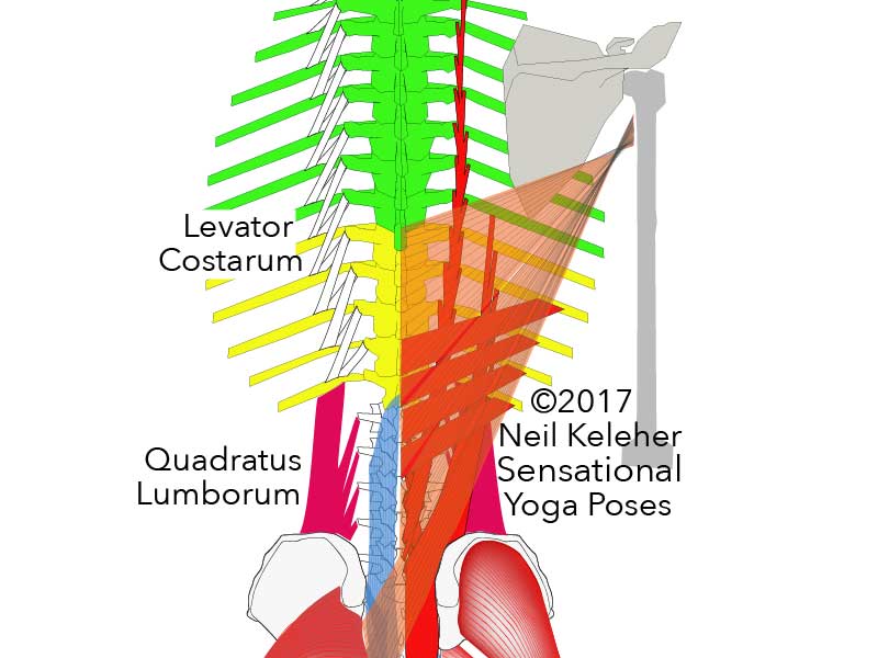 levatores costarum cadaver