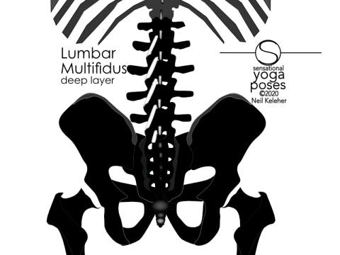 Anatomy of the lower back: The deep layer of the lumbar multifidus generally span two levels. For example, From the spinous process of lumbar vertebrae L1, the fascicles reach downwards and outwards to attach to the mamilary processes of the lumbar vertebrae L3. The mamilary processes are located along the outside of the top facet joints of the lumbar vertebrae. Neil Keleher, Sensational Yoga Poses.