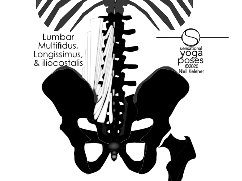 Anatomy of the lower back: Lumbar portions of the multifidus, longissimus thoracis, and iliocostalis lumborum. The former extend upwards to attach to the spinous processes of the lumbar vertebrae while the latter two extend upwards from the top of the hip bone to attach to the transverse processes of the lumbar vertebrae. Neil Keleher, Sensational Yoga Poses.