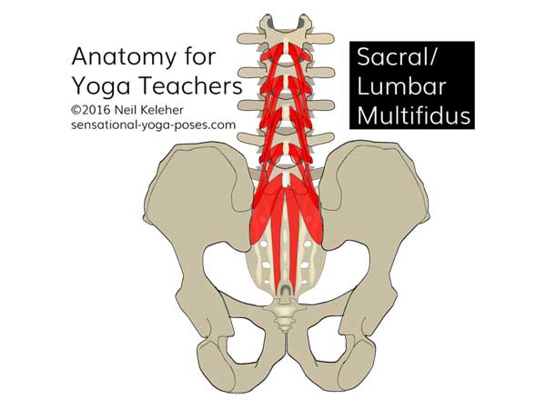 multifidus strengthening