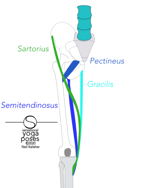 Sartorius runs from the ASIC along the inner thigh to the top of the tibia. Gracilis runs from just below the pubic synthesis to the top of the inside of the tibia. Semitendinosus runs from the ischial tuberosity or sitting bone to the top of the inside of the tibia. All three connect at the pes anserinus (not labelled). The sartorius has a broader attachment to the tibia than the other two pes anserinus muscles and attaches in front of them to the tibia. Gracilis attaches to the tibia above the semitendinosus. Pectineus runs from the front rim of the hip bone to the back of the femur, near the top. Neil Keleher, Sensational Yoga Poses.