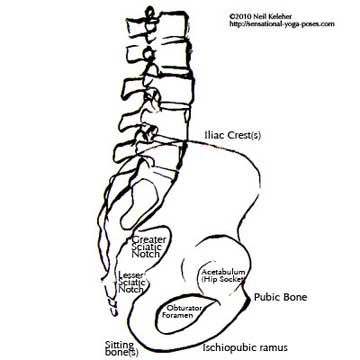 pelvis side view