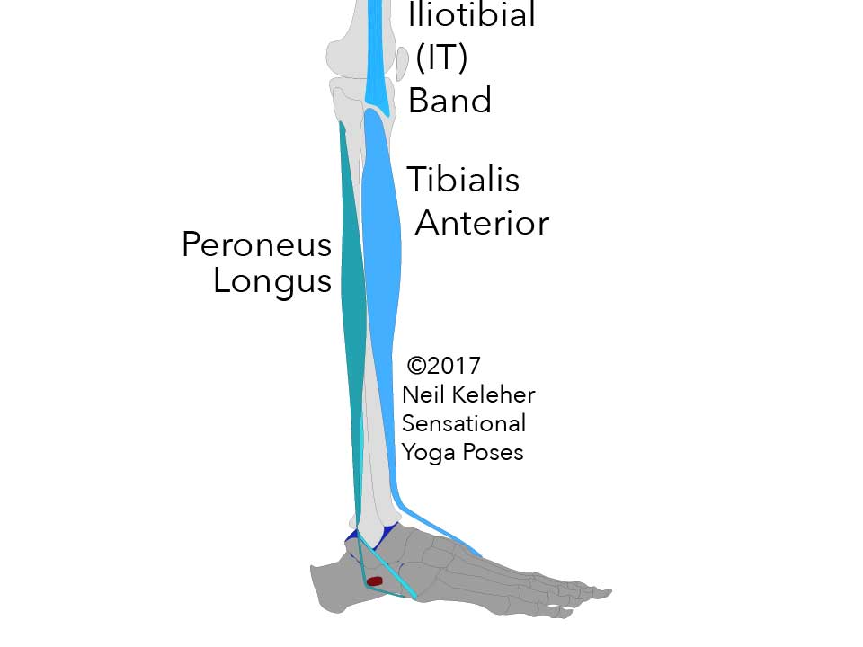 Side view of fibula and tibia and foot showing peroneus longus and tibialis anterior muscles as well as the bottom end of the IT band. Neil Keleher. Sensational Yoga Poses.