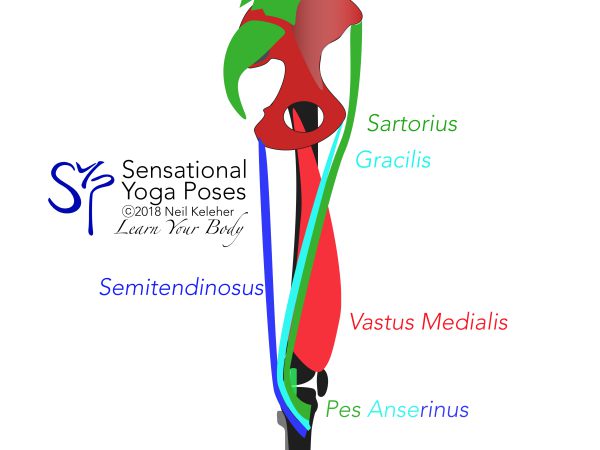 Inside view, Pes anserinus muscles: sartorius, gracilis, semitendinosus. Neil Keleher. Sensational Yoga Poses.