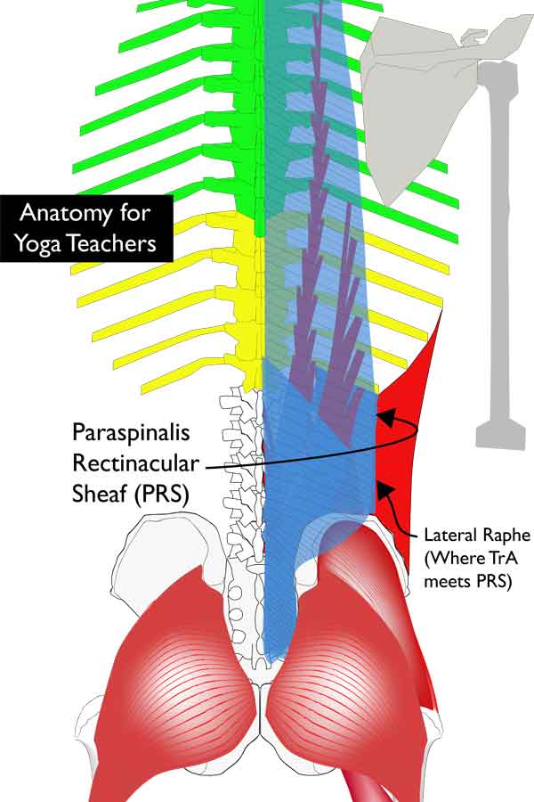 Paraspinalis rectinancular sheath, a tube of connective tissue that connects to the spine and runs up the back of the body starting from the sacrum. Neil Keleher. Sensational Yoga Poses.