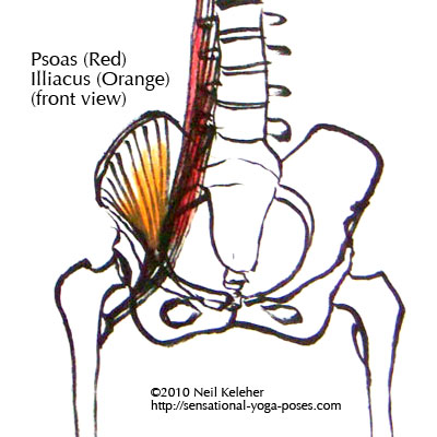 psoas major and iliacus view from front