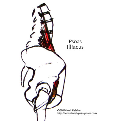 psoas major muscle, side view