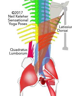 Quadratus lumborum, rear view attaching from pelvis to lumbar vertebrae 1 to 4 and to the lowest pair of ribs. Neil Keleher. Sensational Yoga Poses.
