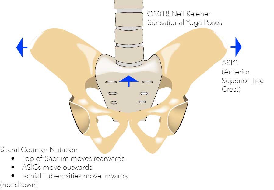 Anatomy of the lower back: in sacral counter nutation the sacrum nods rearwards relative to the hip bones. The ASICs move outwards, the ischial tuberosities move inwards and the tailbone moves forwards. This cause the top diameter of the pelvis to increase and the bottom diameter to decrease. Neil Keleher, Sensational Yoga Poses.