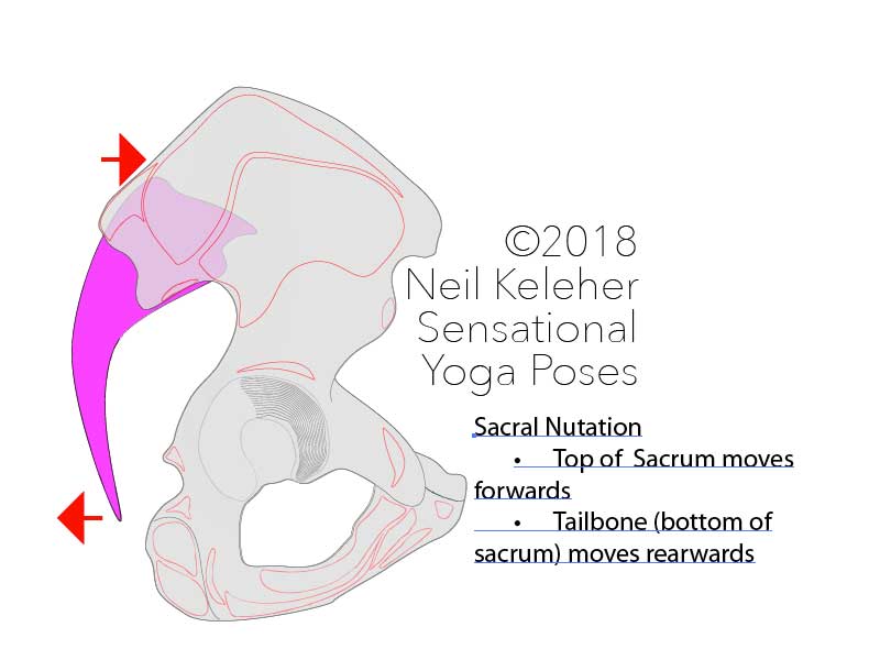 Side view of hip bone. In sacral nutation, top of sacrum moves forwards and bottom moves rearwards so that the sacrum nods forwards relative to the hip bone or hip bones. Neil Keleher, Sensational Yoga Poses.
