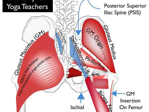 Note the long dorsal sacroiliac ligament and the sacrotuberous ligament. Neil Keleher, Sensational Yoga Poses.