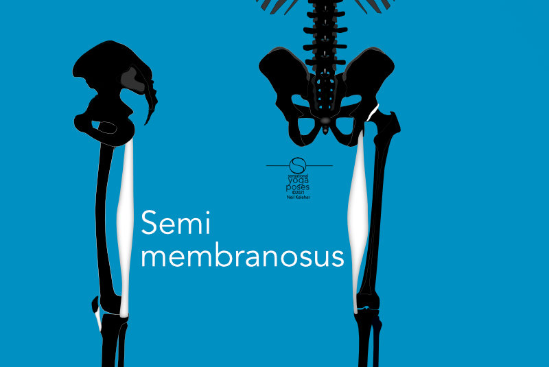 Semimembranosus rear and side view. Neil Keleher, Sensational Yoga Poses.