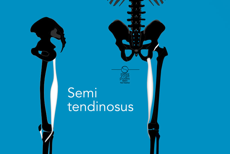 Semitendinosus rear and side view. Neil Keleher, Sensational Yoga Poses.