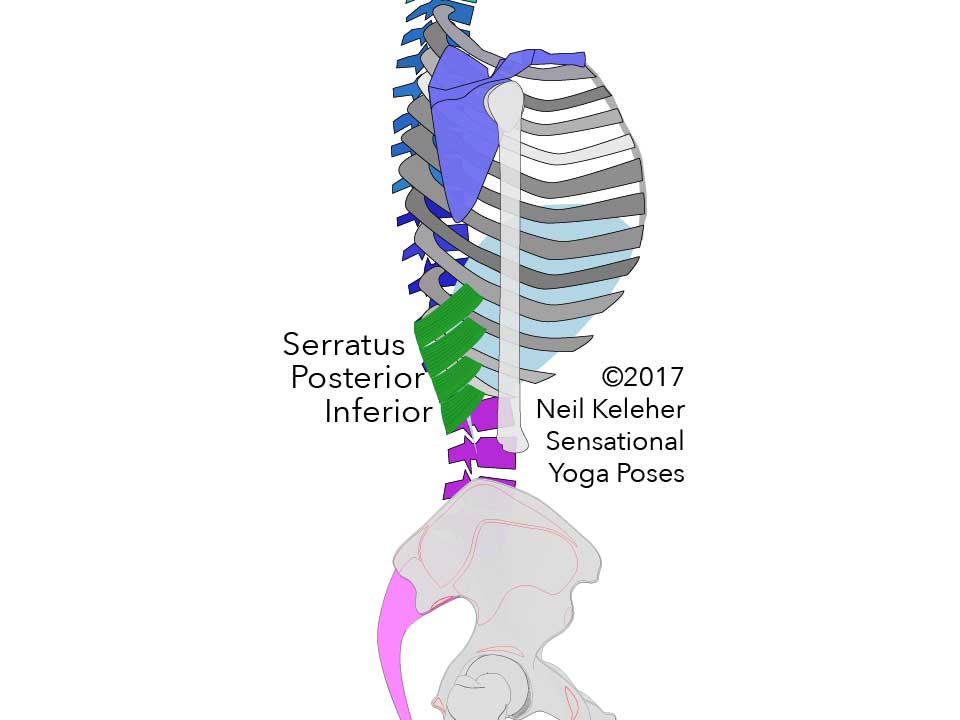 Serratus posterior inferior attaching between lowest four ribs and the bottom most two thoracic and uppermost two lumbar vertebrae.