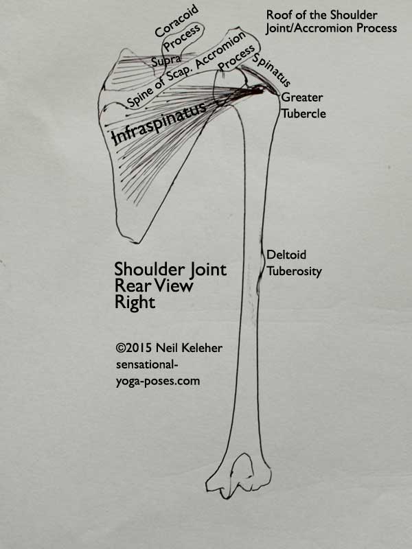 supraspinatus, infraspinatus, roof of the shoulder joint, coracoid process, accromion process, deltoid tuberosity, scapula, humerus, sensational yoga poses, yoga anatomy, neil keleher