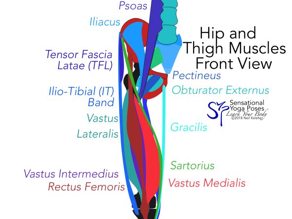 Front view of thigh including vastus muscles and overlying sartorius, rectus femoris, it band. Neil Keleher. Sensational Yoga Poses.