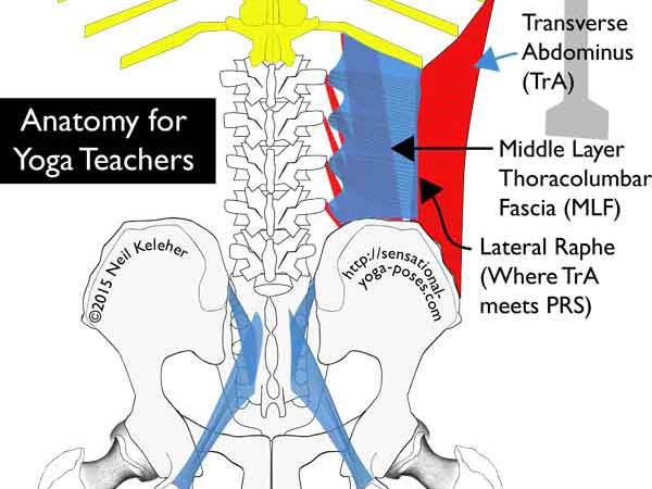 IT Band Anatomy and Biomechanics