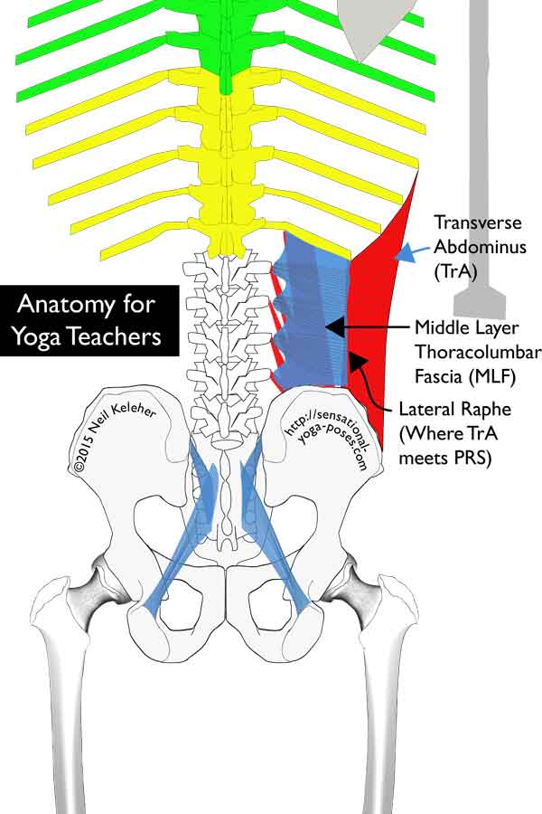 Thoracolumbar Fascia