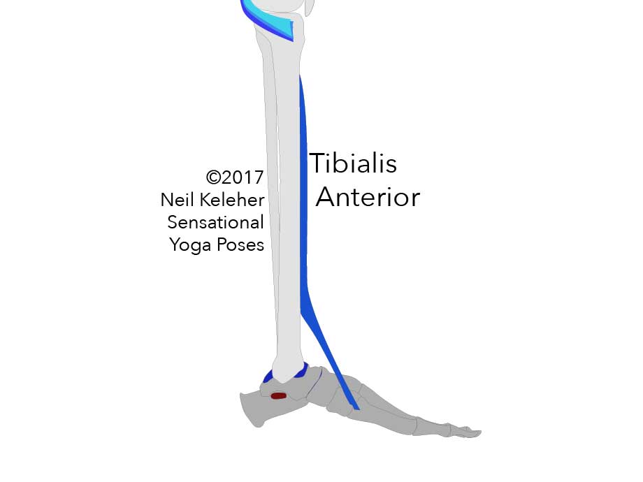 Medial (inside) view of and tibia (and fibula) and foot showing tibialis anterior muscle. Neil Keleher. Sensational Yoga Poses.