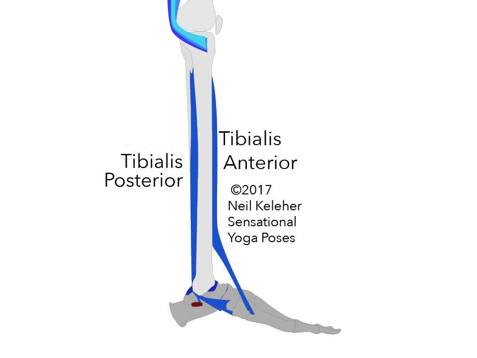 Inner or Medial view of lower leg. The tibialis posterior attaches to the rear surfaces of the fibula and tibia. Passing down the inside of the foot, when active it helps to accentuate the inner arch of the foot.  Neil Keleher. Sensational Yoga Poses.