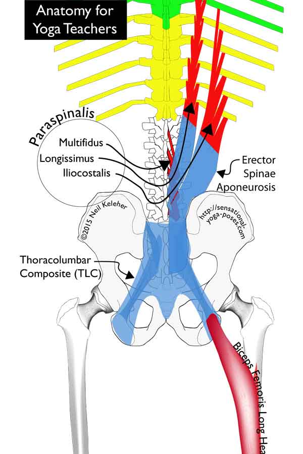 thoracolumbar fascia elements: spinal erectors, erector spinae aponeurosis, biceps femoris long head, thoracolumbar composite. Neil Keleher, anatomy for yoga teachers, sensational yoga poses.