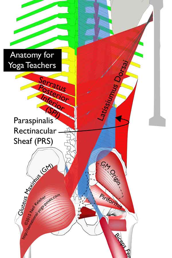 Thoracolumbar Fascia Layers Thoracolumbar Fascia Layers