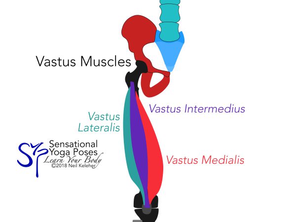 Vastus muscles, front view, vastus lateralis, vastus intermedius, vastus lateralis. Neil Keleher. Sensational Yoga Poses.