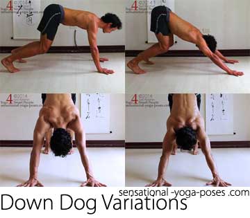 suggesions for downward dog if sufferning from shoulder impingment: first make arms and spine feel long, start with shoulders over the wrist then slowly push ribcage back. Also have knees bent, you can gradually straighten them (not shown.) Experiment with spreading the shoulder blades and retracting them while in downward facing dog.