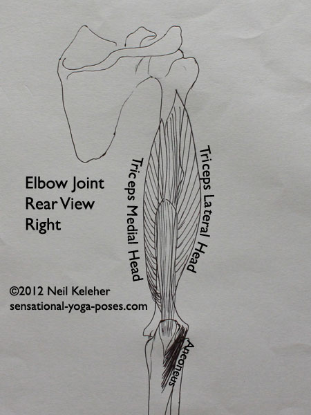 elbow joint anatomy, rear view, triceps medial head, triceps lateral head
