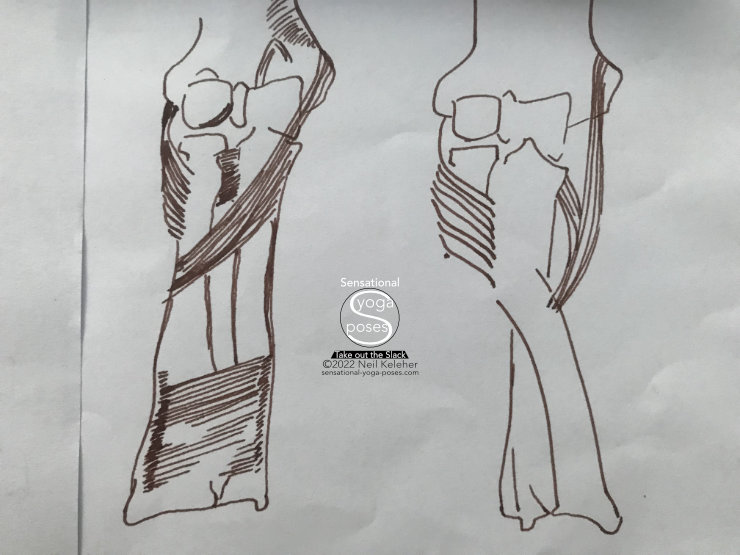 Elbow Joint Anatomy For Yoga Teachers, Stabilizing The Shoulders From The Ground Up, Neil Keleher, Sensational yoga poses