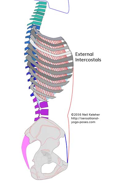 external intercostal muscles