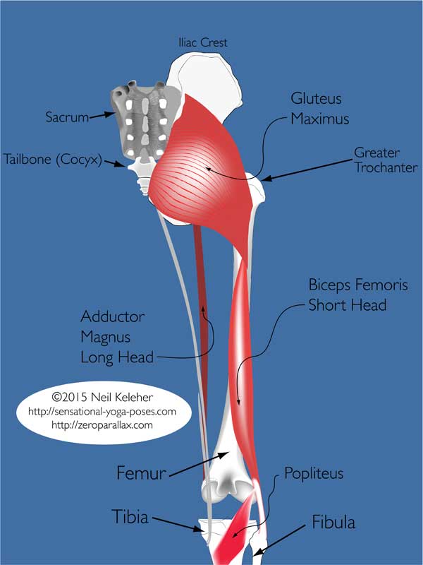 Hamstring Muscles Diagram Google Search Muscle Leg Pi - vrogue.co