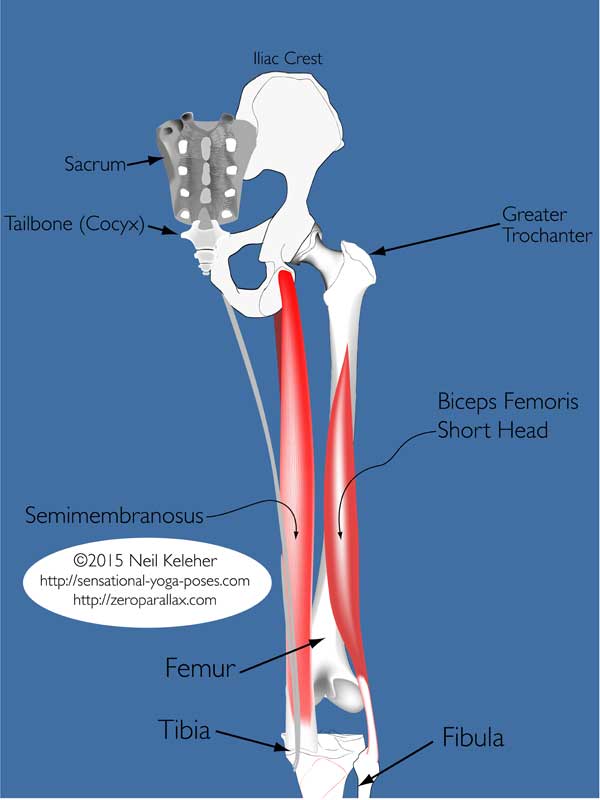 yoga anatomy: semimembranosus and biceps femoris short head.