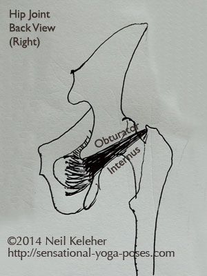 hip joint rear view showing obturator internus. Neil Keleher. Sensational Yoga Poses