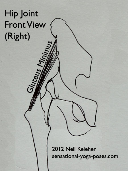 single joint muscles of the hip, gluteus minimus, front view