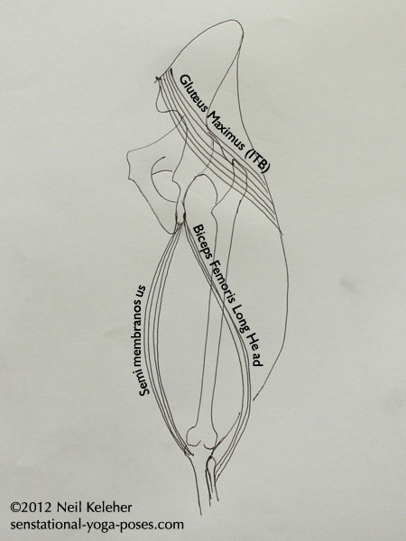 gluteus maximus, fibers from pelvis to iliotibial band, biceps femoris long head, semimembranosus