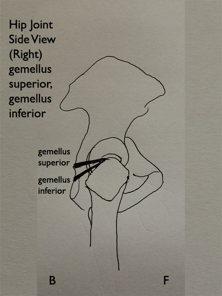 single joint hip flexors, gemellus superior and gemellus inferior, muscles of the hip