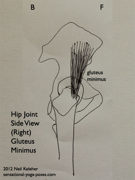 single joint hip flexors, muscles of the hip, gluteus minimus, side view