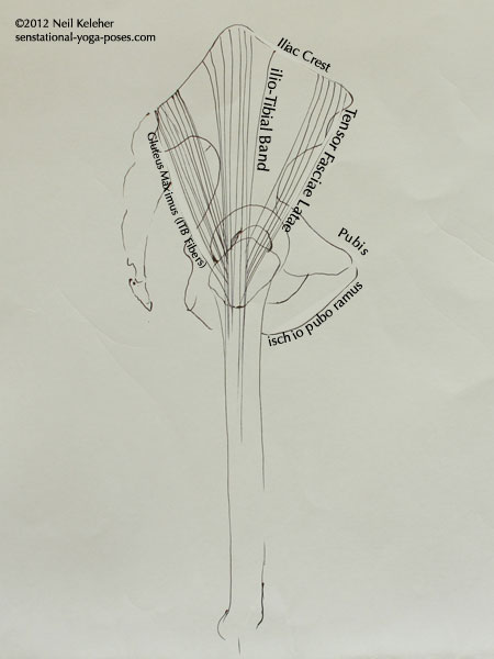 gluteus maximus, iliotibial band, tensor fasciae latae