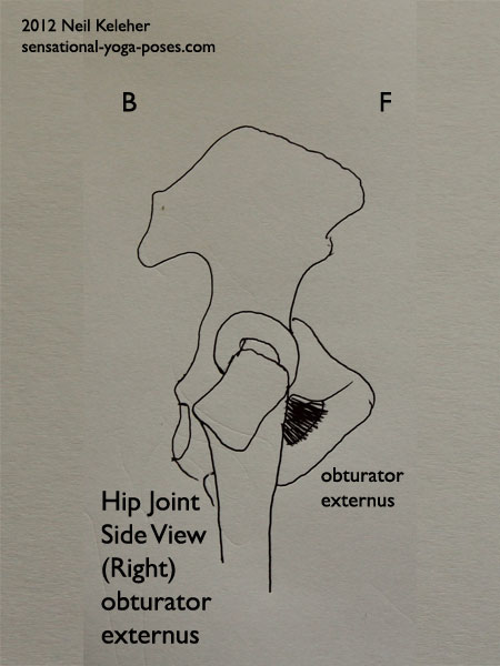 single joint hip flexors, muscles of the hip, obturator externus, side view