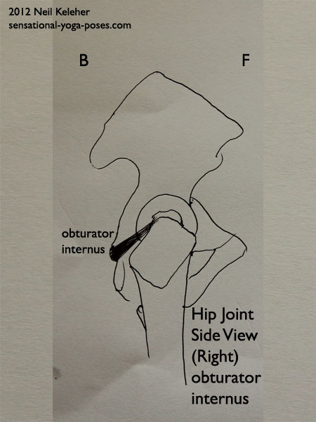 single joint hip flexors, muscles of the hip, obturator internus