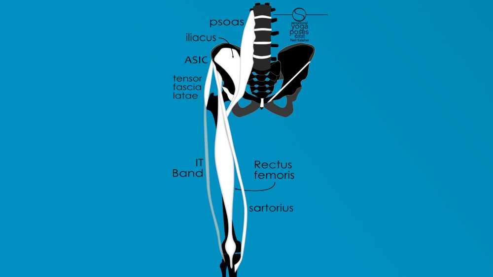 long hip flexors: sartorius, rectus femoris, tensor fascia latae. Neil Keleher, Sensational Yoga Poses.