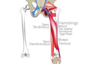 The hamstrings muscles act on the back of the hip and the back of the knee joint. Assuming the knees are stable, the hamstrings can be used to help bend the hips backwards or resist the hips bending forwards..  Neil Keleher. Sensational Yoga Poses.