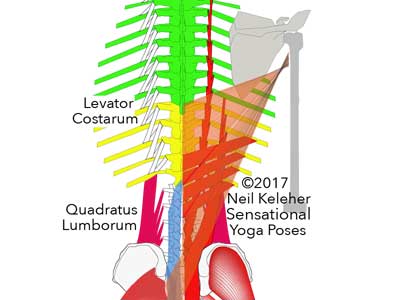 Levator costarum reaching downwards and outwards from transverse vertebral processes to the ribs one and two levels below. 