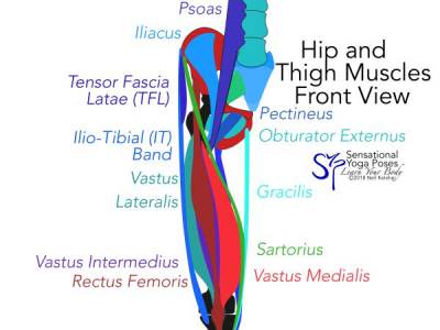 Some muscles that can help with knee joint stability. Neil Keleher. Sensational Yoga Poses.