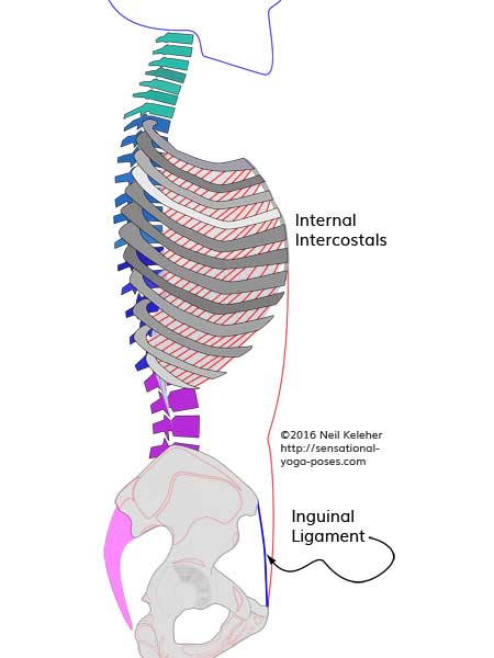 Internal intercostals, costal breathing, neil keleher, sensational yoga poses.