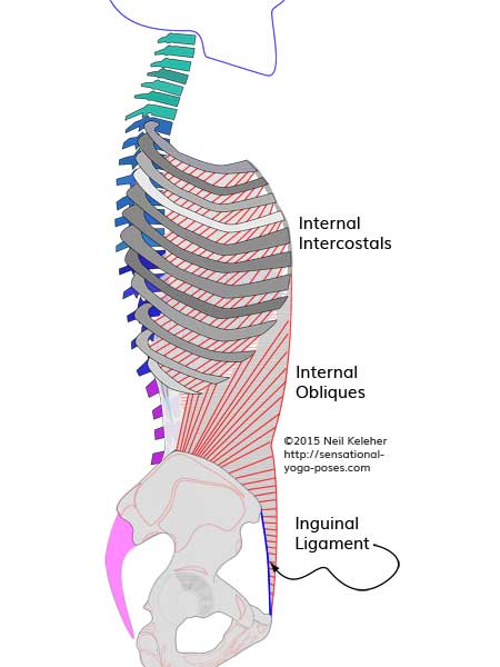 Anatomy for yoga teachers, internal intercostals and internal obliques, Neil Keleher, sensational yoga poses.