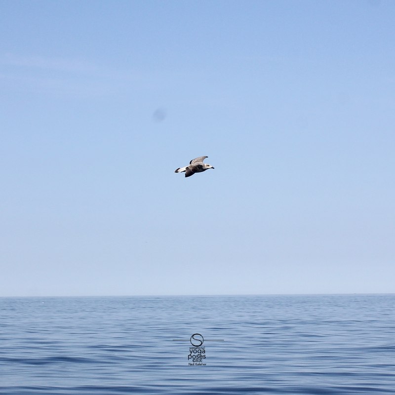 liberation, seagul gliding over the ocean Neil Keleher. Sensational Yoga Poses.