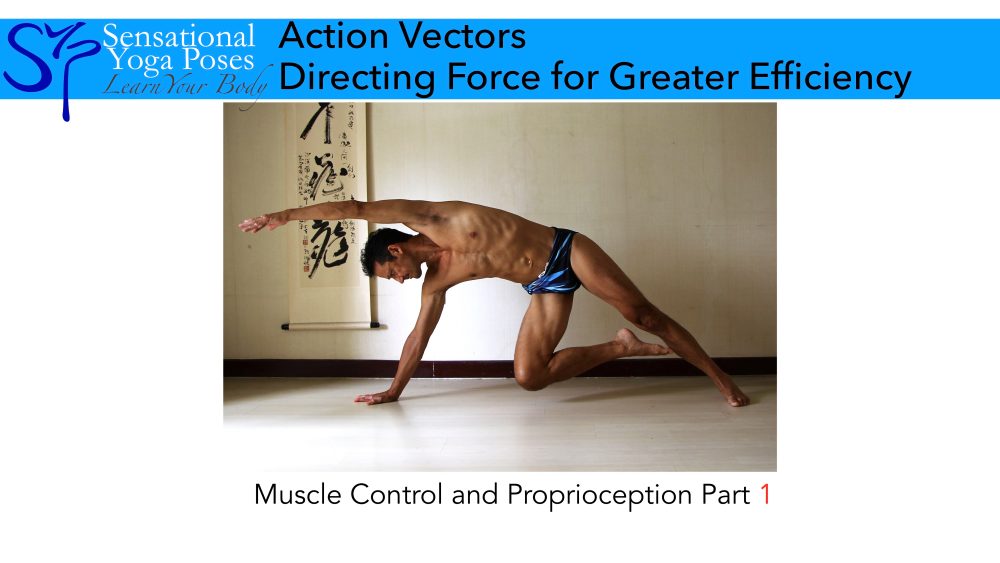 Action vectors, part 1 of  5 of the Muscle control and proprioception yoga video workshop series.. Neil Keleher. Sensational Yoga Poses.