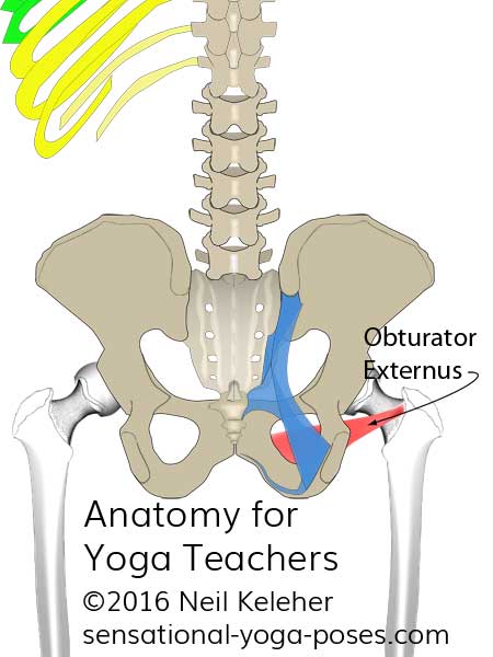 Obturator externus anatomy for yoga teachers, viewed from rear. Neil Keleher, Sensational Yoga poses.